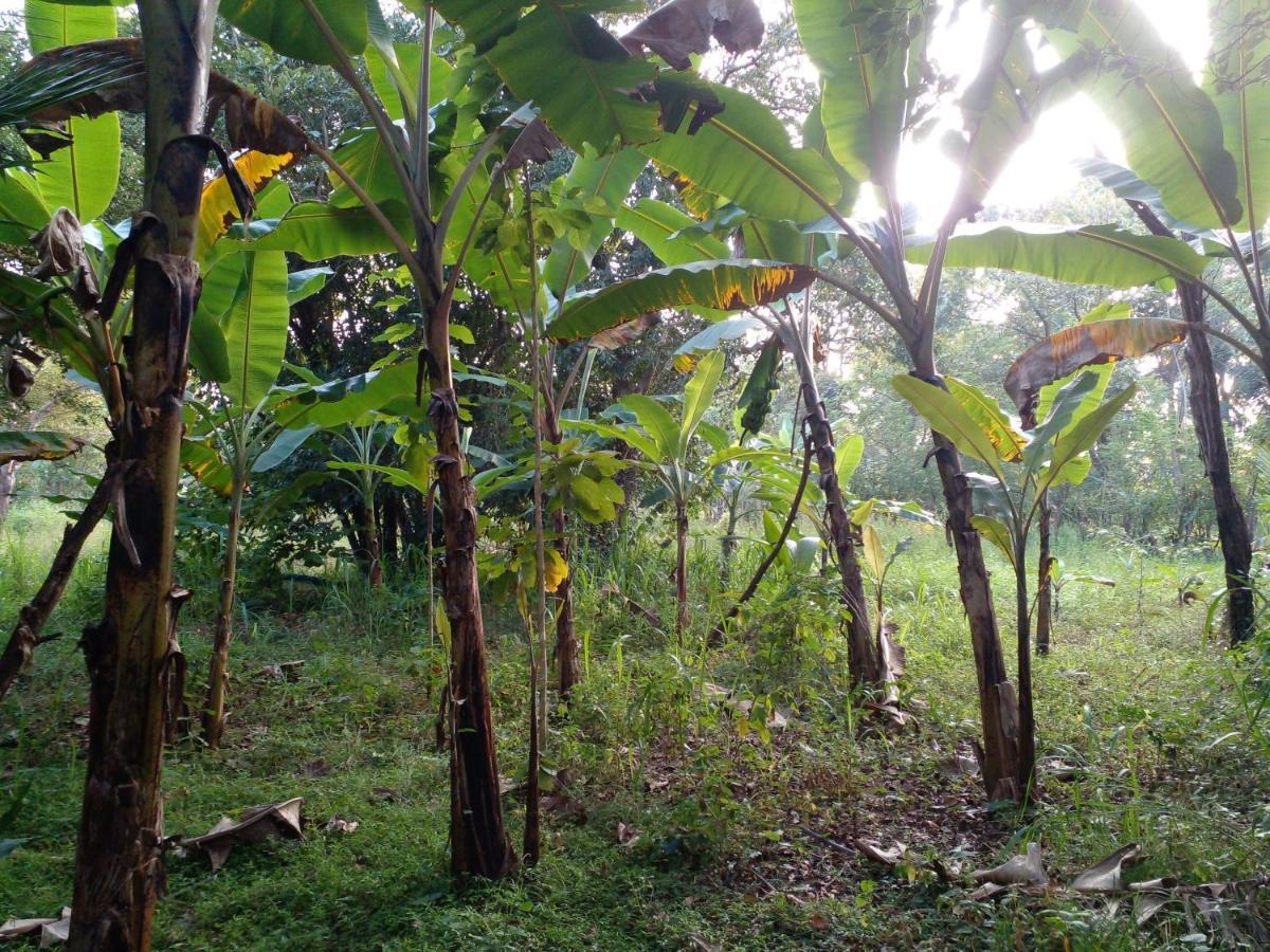 Sigiri Bliss Garden Home Stay Sigirîya Extérieur photo